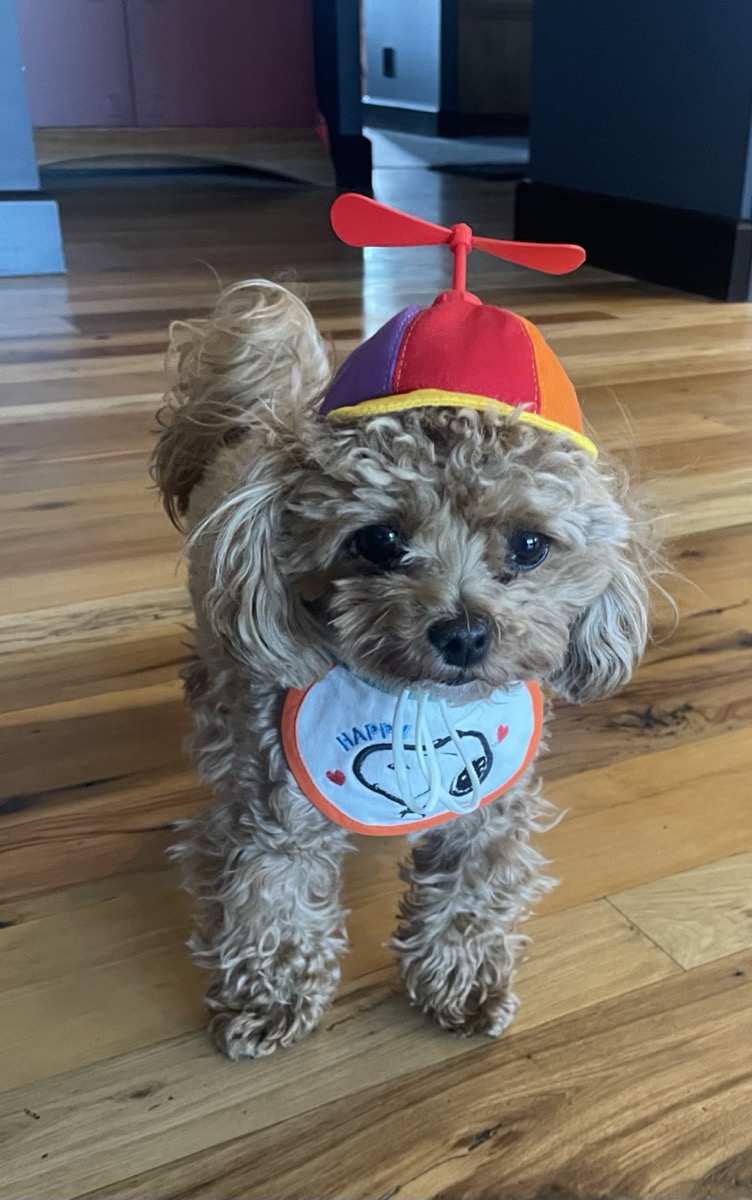 Bori, a small caramel poodle wearing a propeller hat and a 'Happy' bib